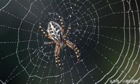 家裡蜘蛛網很多